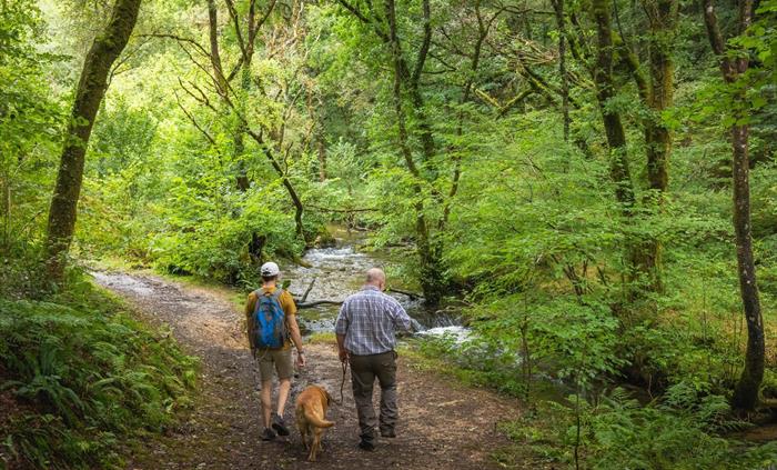 Walking from Keepers, Brechfa Forest